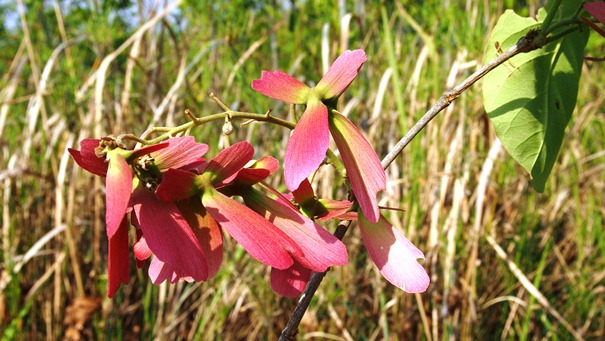 กำลังช้างเผือก Hiptage benghalensis (L.) Kurz subsp. candicans (Hook.f.) Sirirugsa<br/>MALPIGHIACEAE